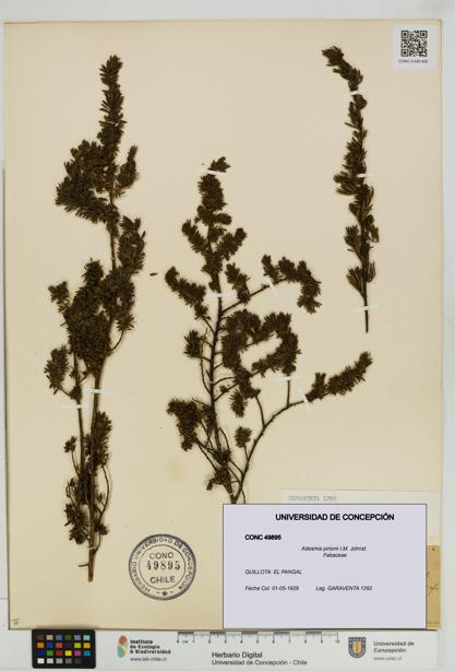 Adesmia pirionii [Espécimen: UDEC:CONC:0049895]