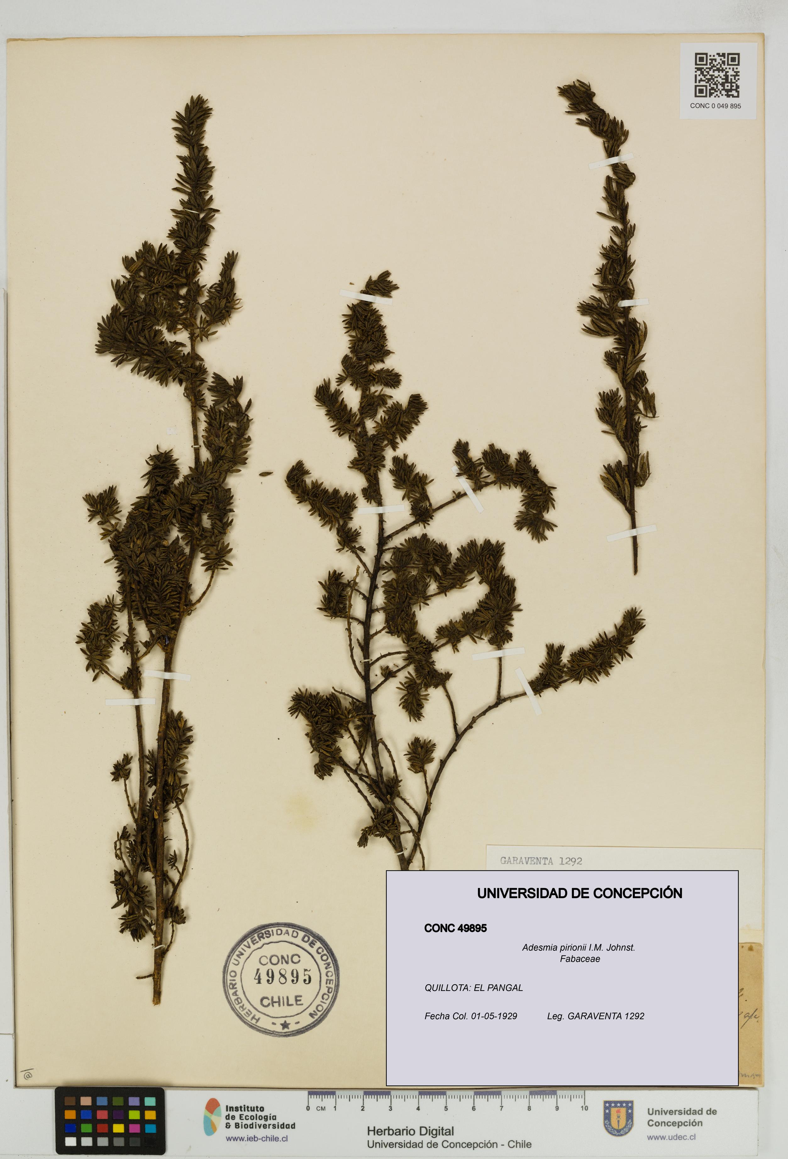Adesmia pirionii [Espécimen: UDEC:CONC:0049895]