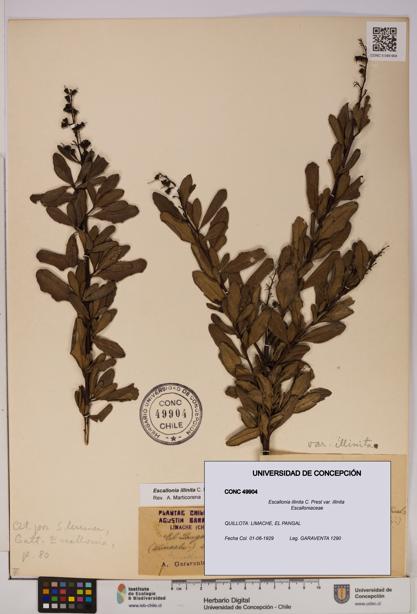 Escallonia illinita [Espécimen: UDEC:CONC:0049904]