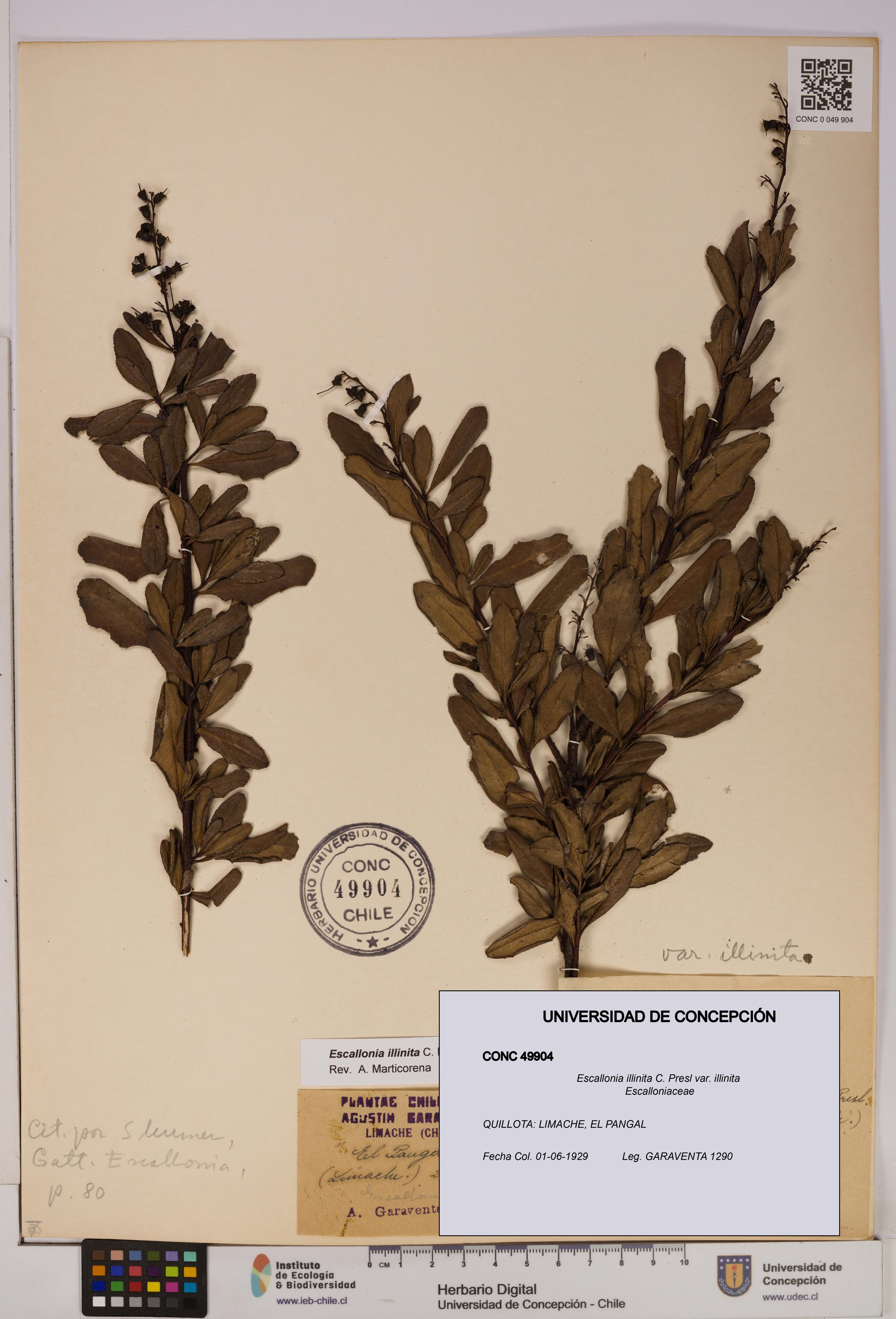 Escallonia illinita [Espécimen: UDEC:CONC:0049904]