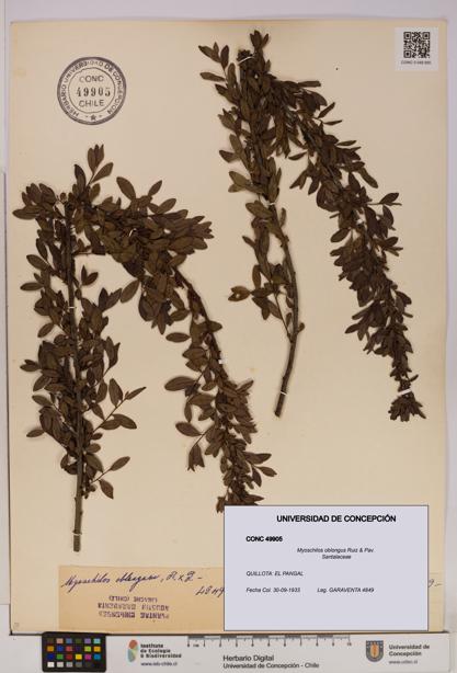 Myoschilos oblongus [Espécimen: UDEC:CONC:0049905]