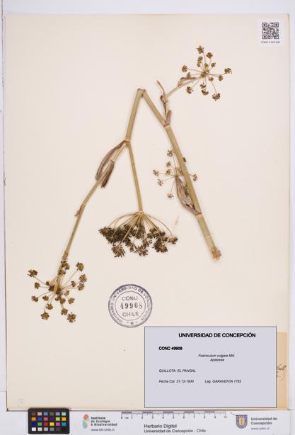 Foeniculum vulgare [Espécimen: ]
