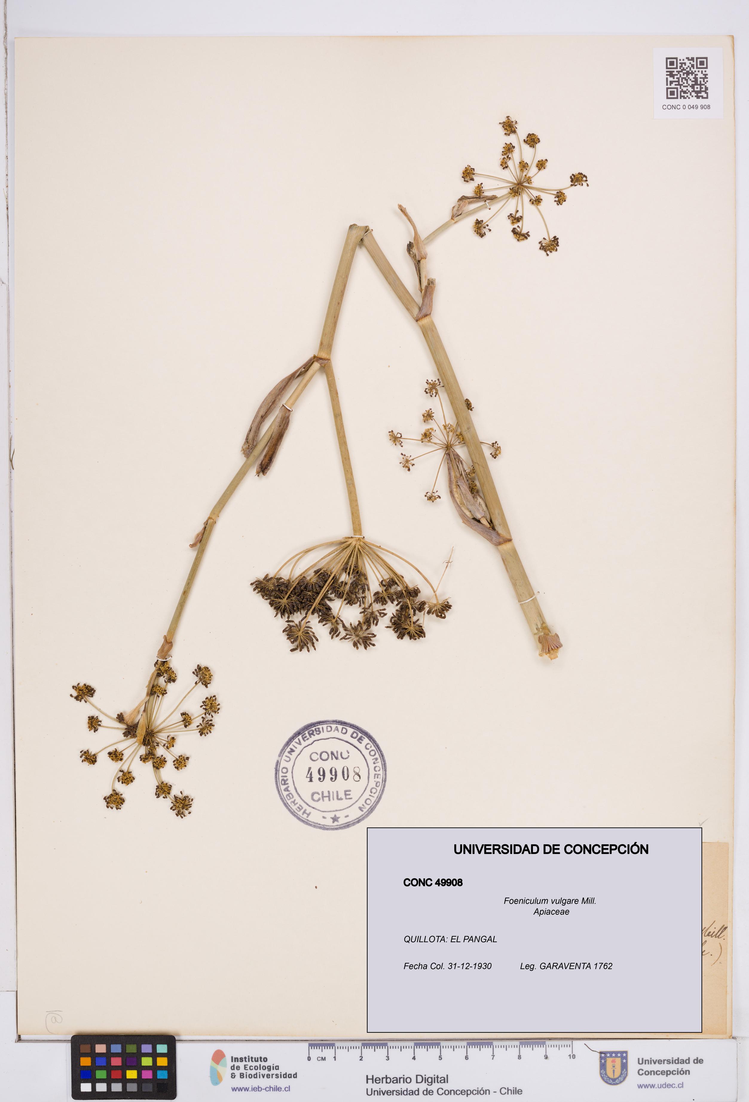 Foeniculum vulgare [Espécimen: ]