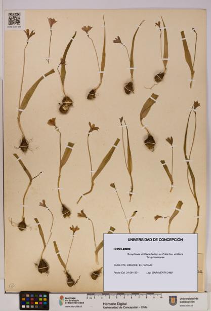 Tecophilaea violiflora fma. violiflora [Espécimen: UDEC:CONC:0049909]
