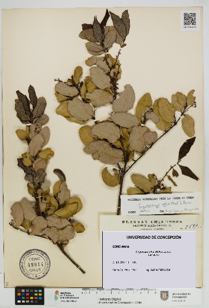 Cryptocarya alba [Espécimen: UDEC:CONC:0049914]