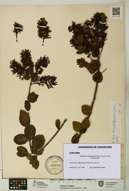 Notanthera heterophylla [Espécimen: UDEC:CONC:0049923]