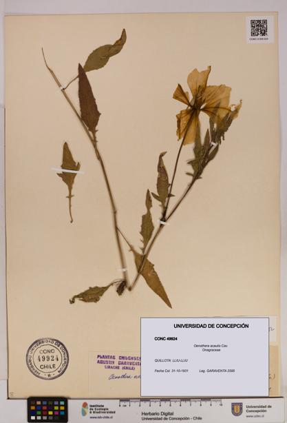 Oenothera acaulis [Espécimen: UDEC:CONC:0049924]