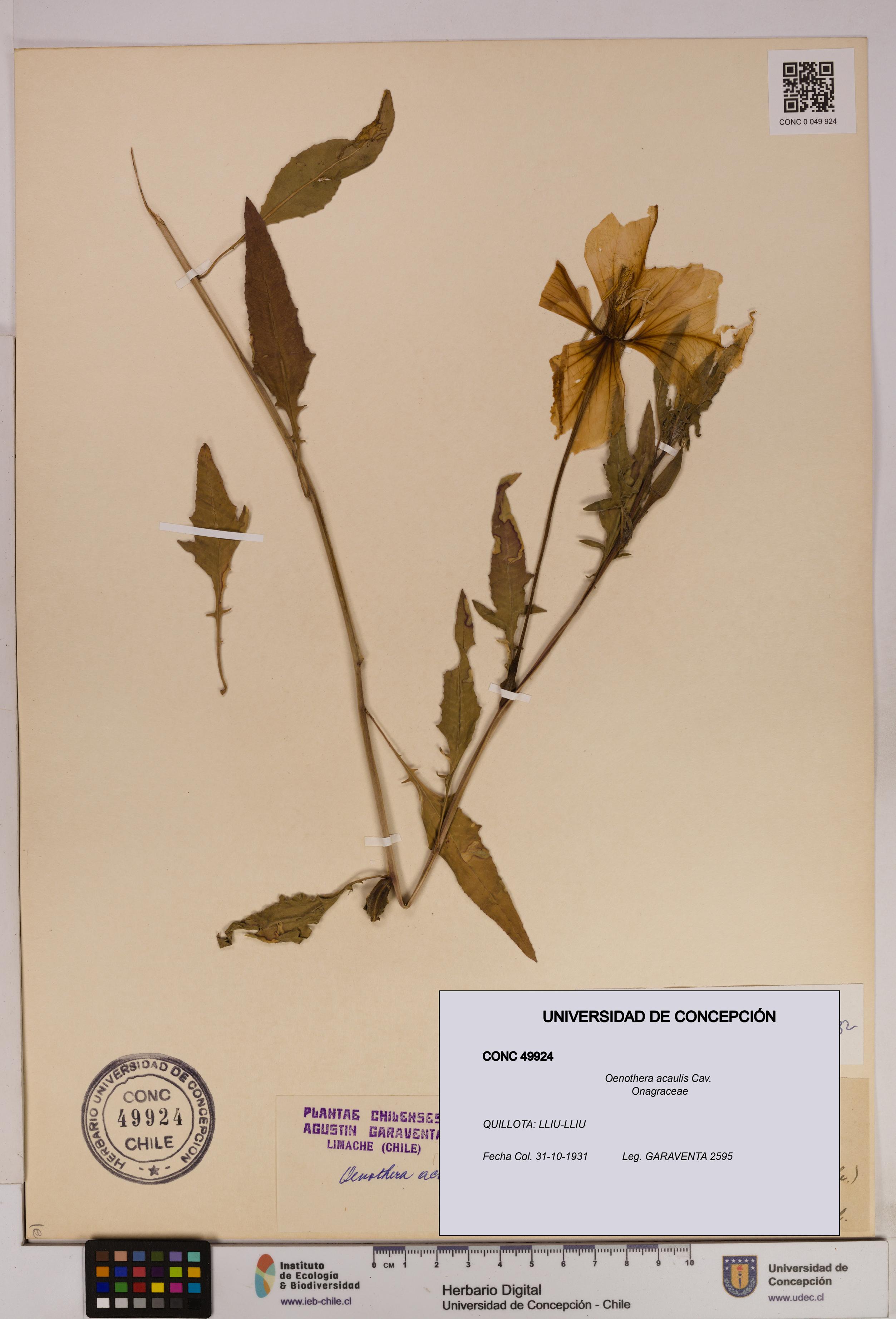 Oenothera acaulis [Espécimen: UDEC:CONC:0049924]