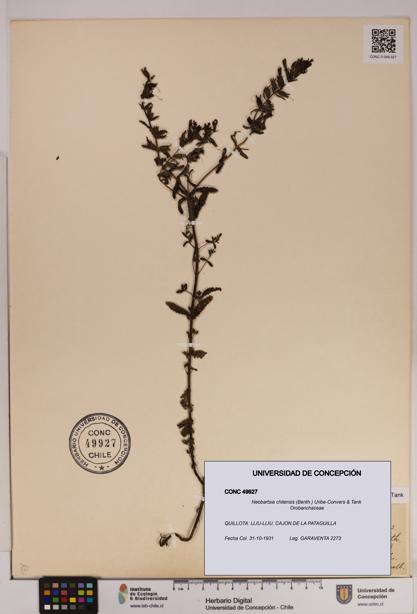 Neobartsia chilensis [Espécimen: UDEC:CONC:0049927]