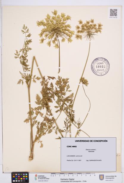 Daucus carota [Espécimen: ]