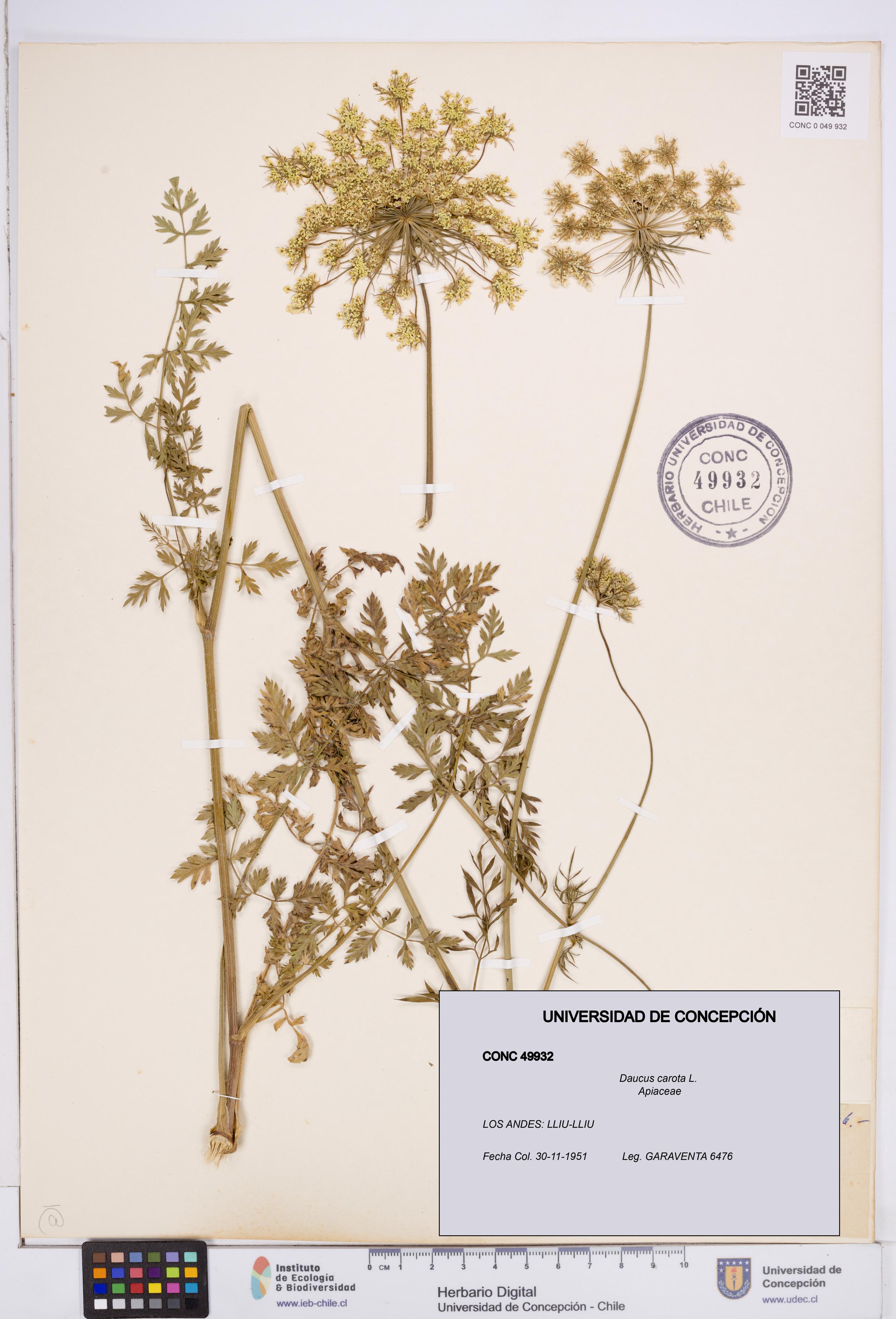 Daucus carota [Espécimen: ]