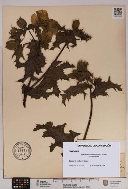 Argemone hunnemannii [Espécimen: UDEC:CONC:0049935]