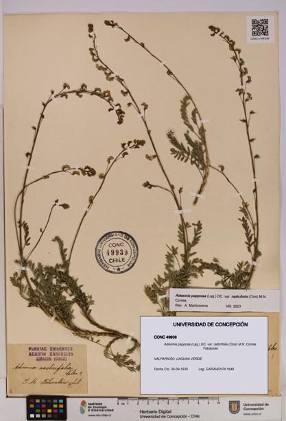 Adesmia papposa var. radicifolia [Espécimen: UDEC:CONC:0049939]