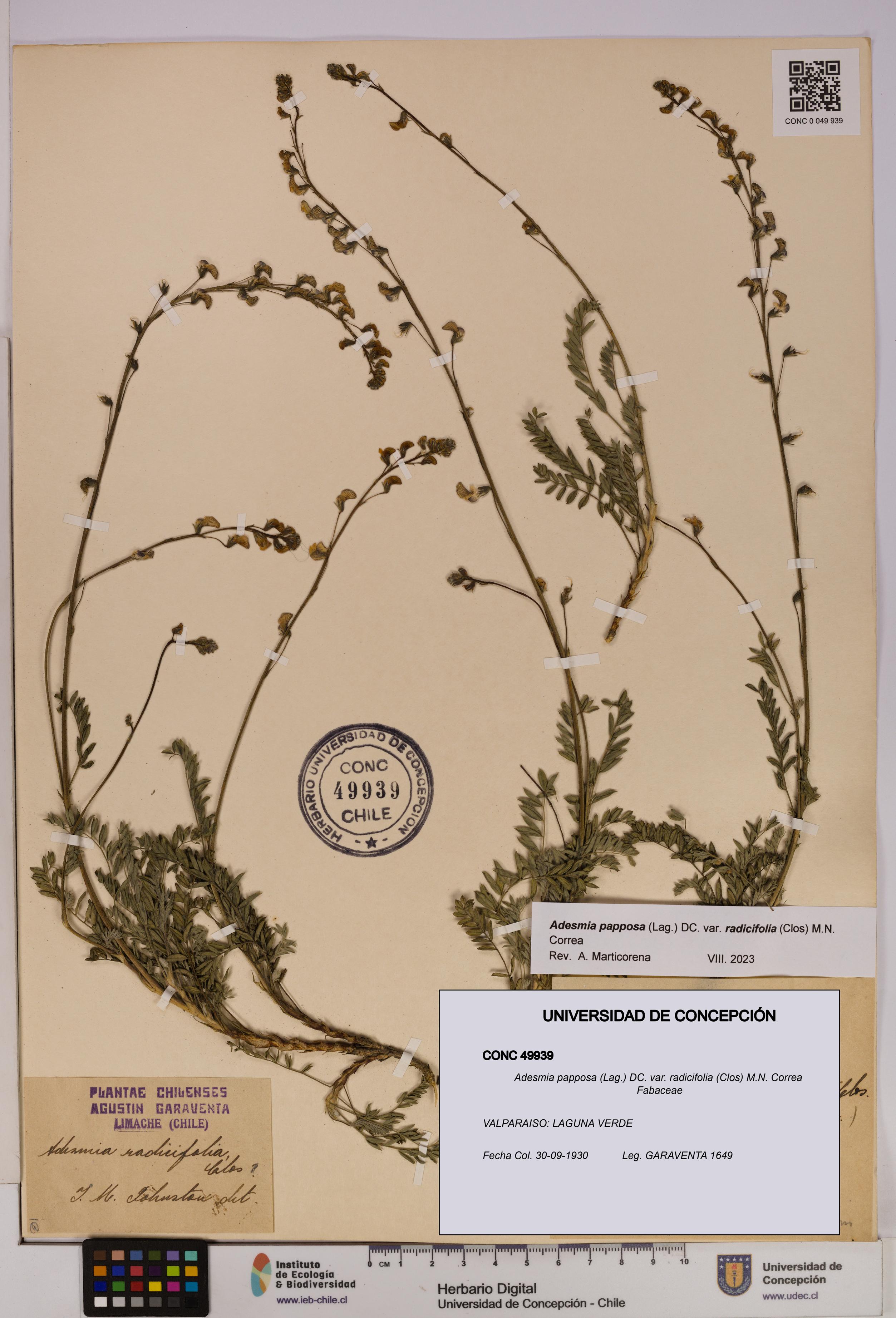 Adesmia papposa var. radicifolia [Espécimen: UDEC:CONC:0049939]