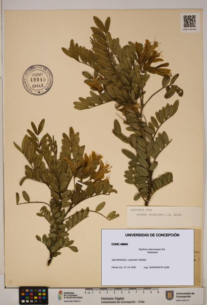 Sophora macrocarpa [Espécimen: ]