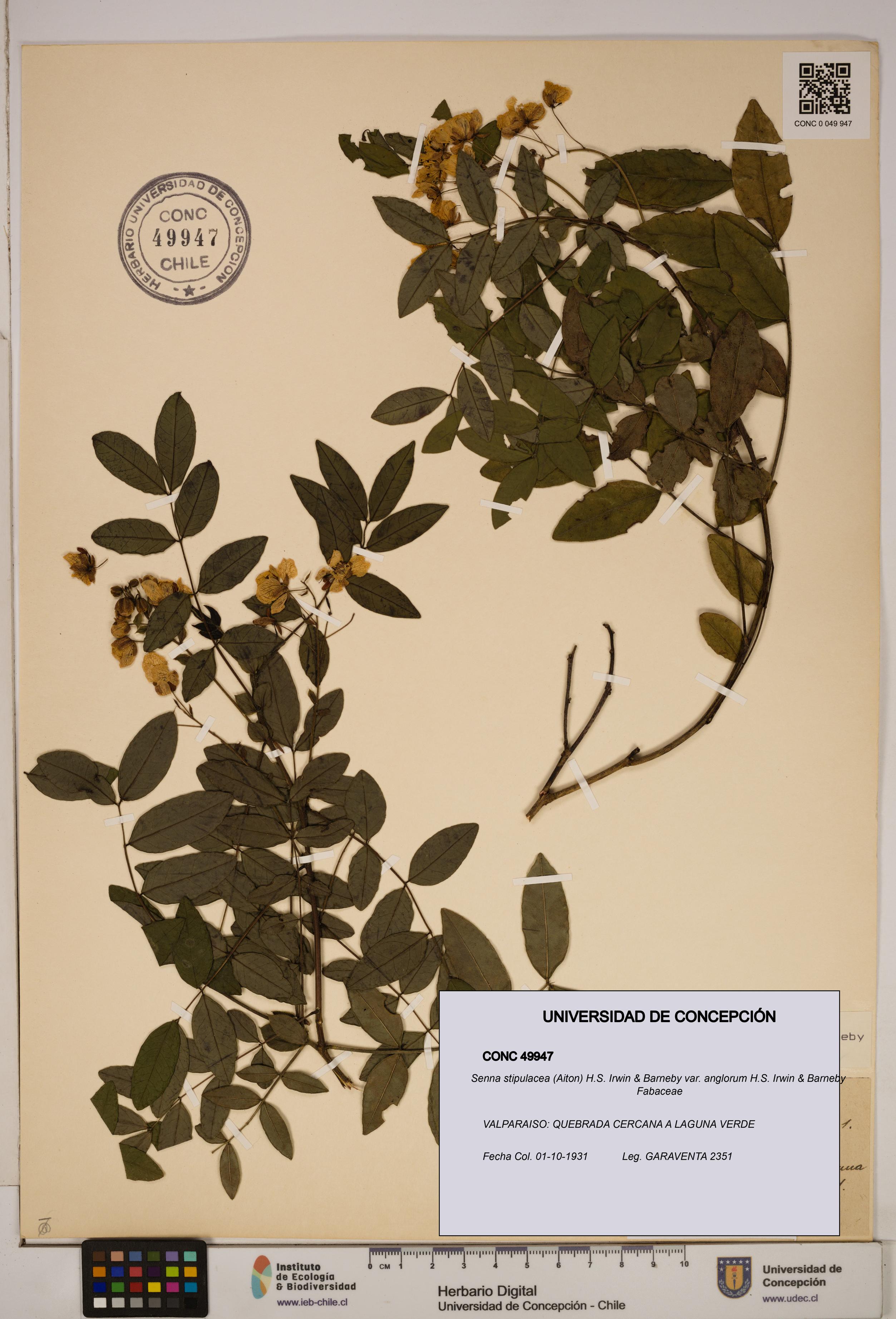 Senna stipulacea [Espécimen: ]