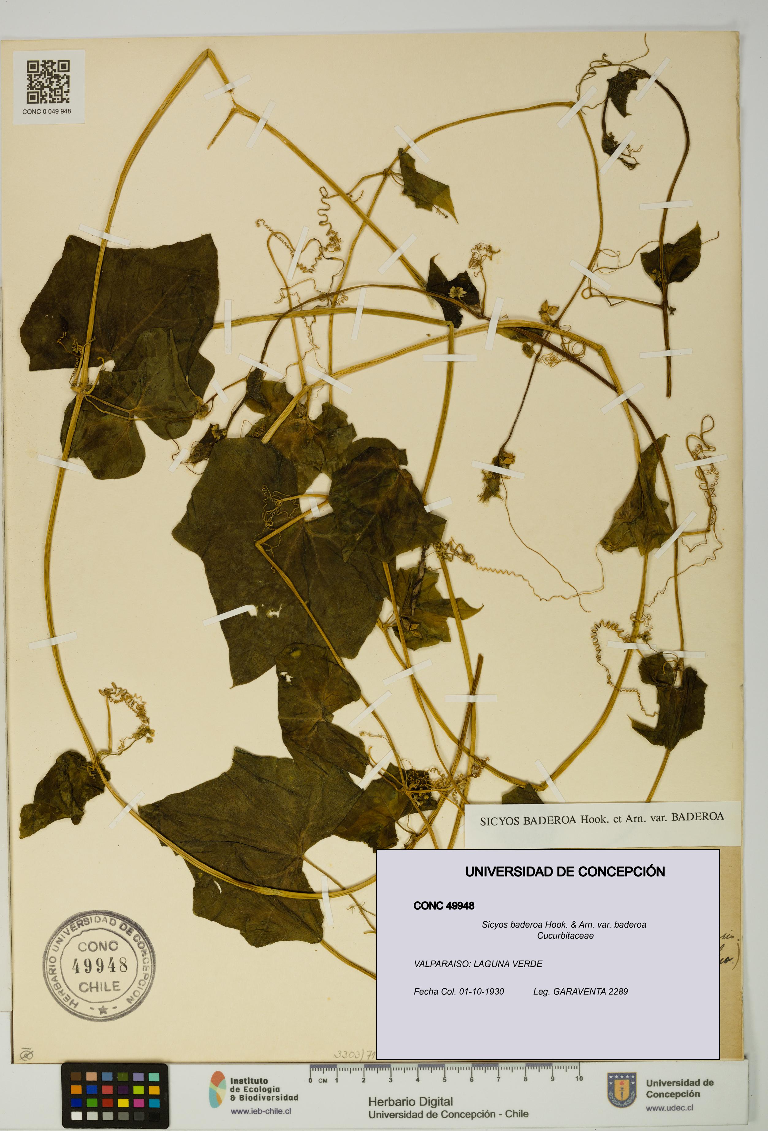 Sicyos baderoa var. baderoa [Espécimen: UDEC:CONC:0049948]