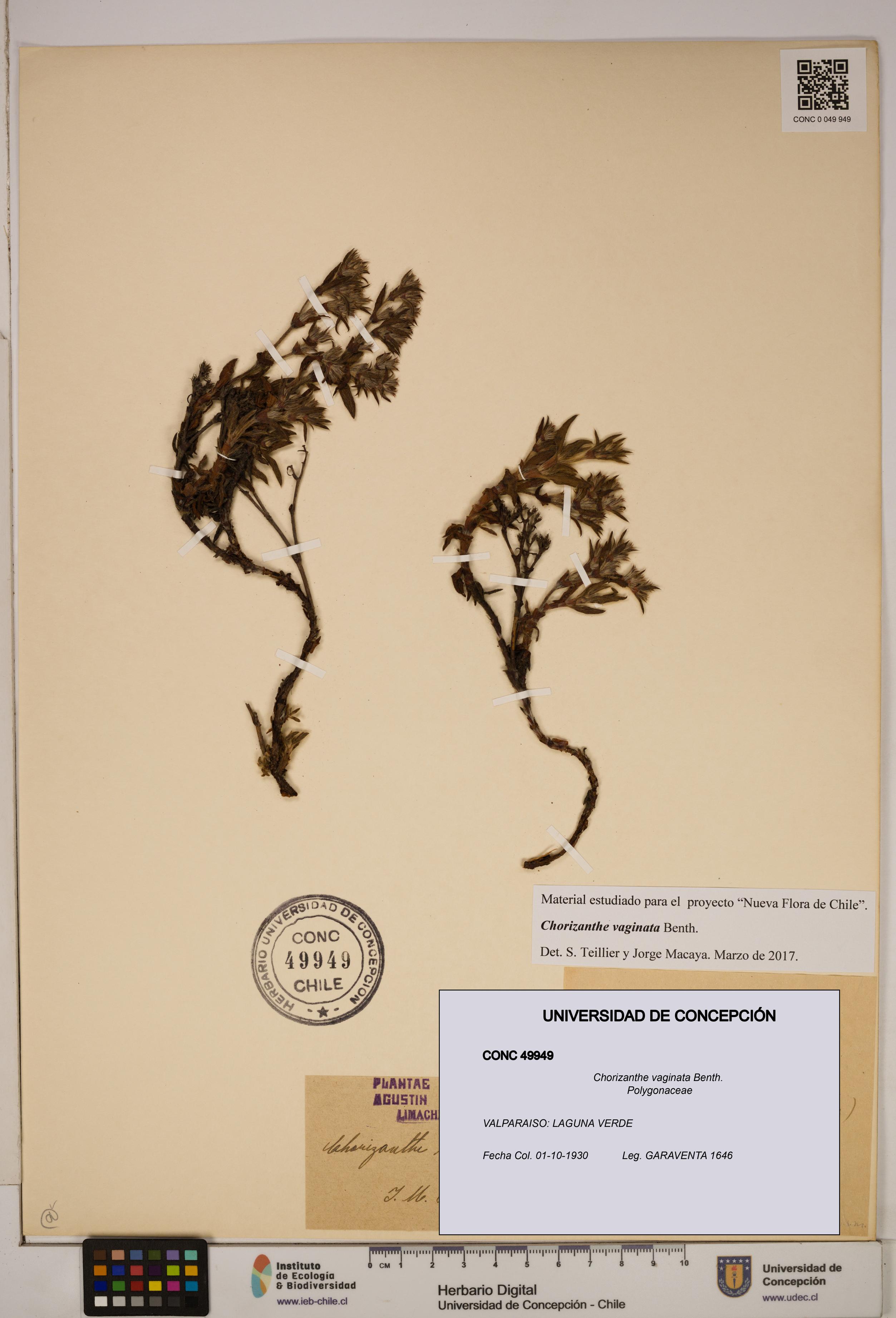 Chorizanthe vaginata [Espécimen: ]