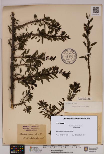 Fuchsia lycioides [Espécimen: UDEC:CONC:0049950]