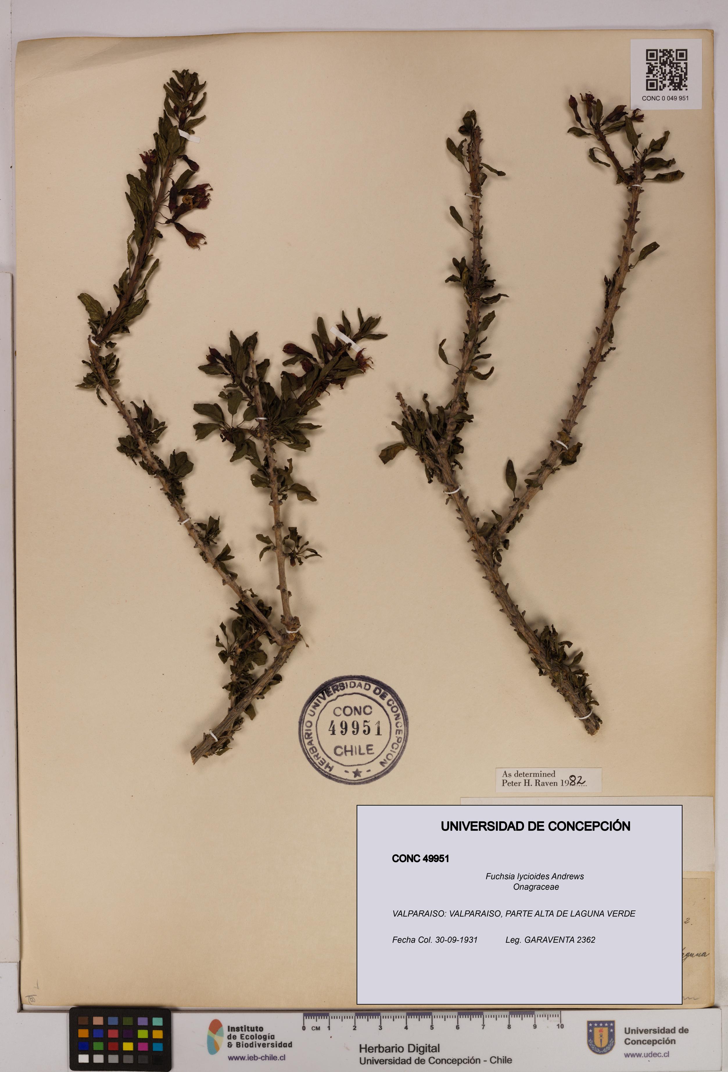 Fuchsia lycioides [Espécimen: UDEC:CONC:0049951]