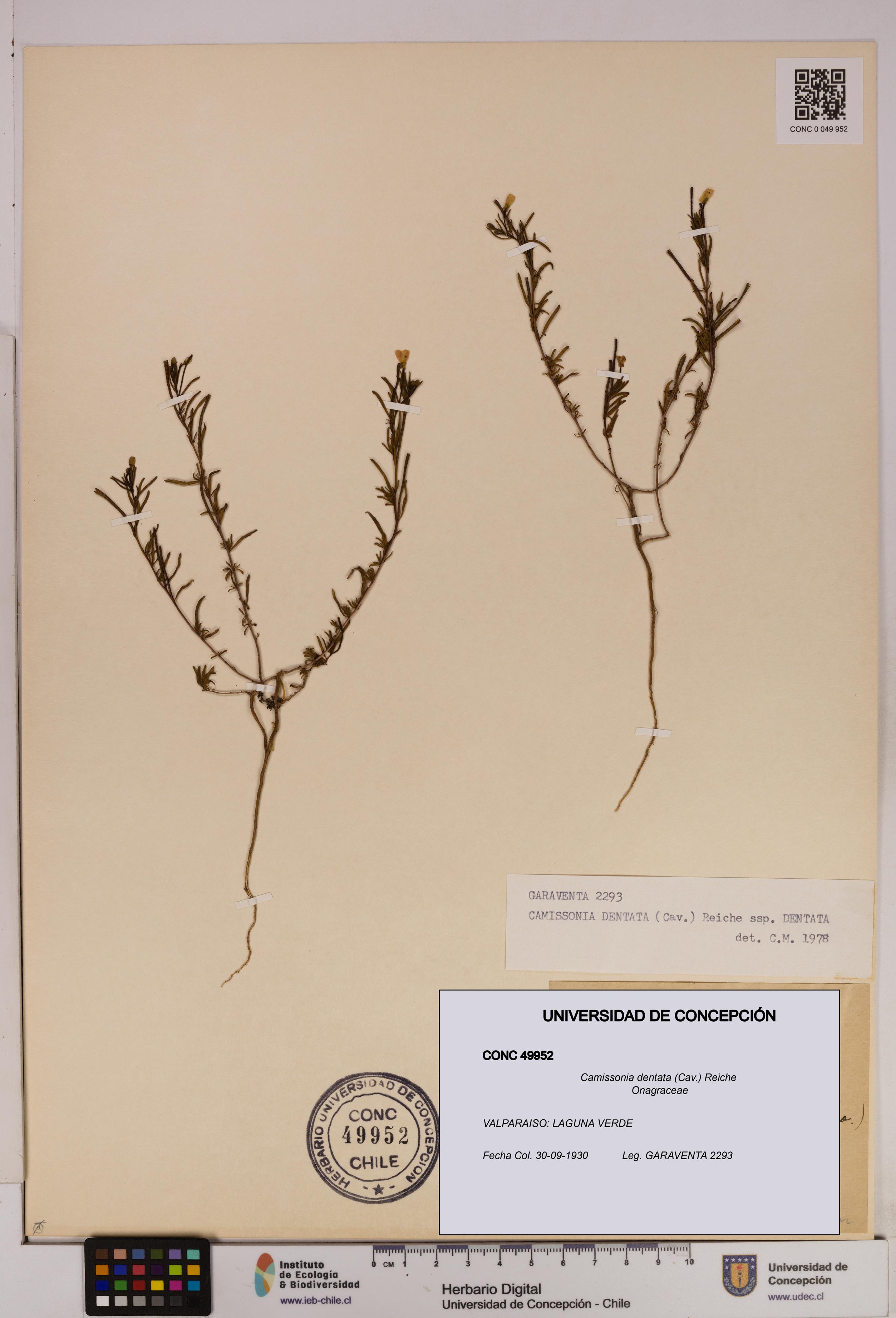 Camissonia dentata [Espécimen: UDEC:CONC:0049952]