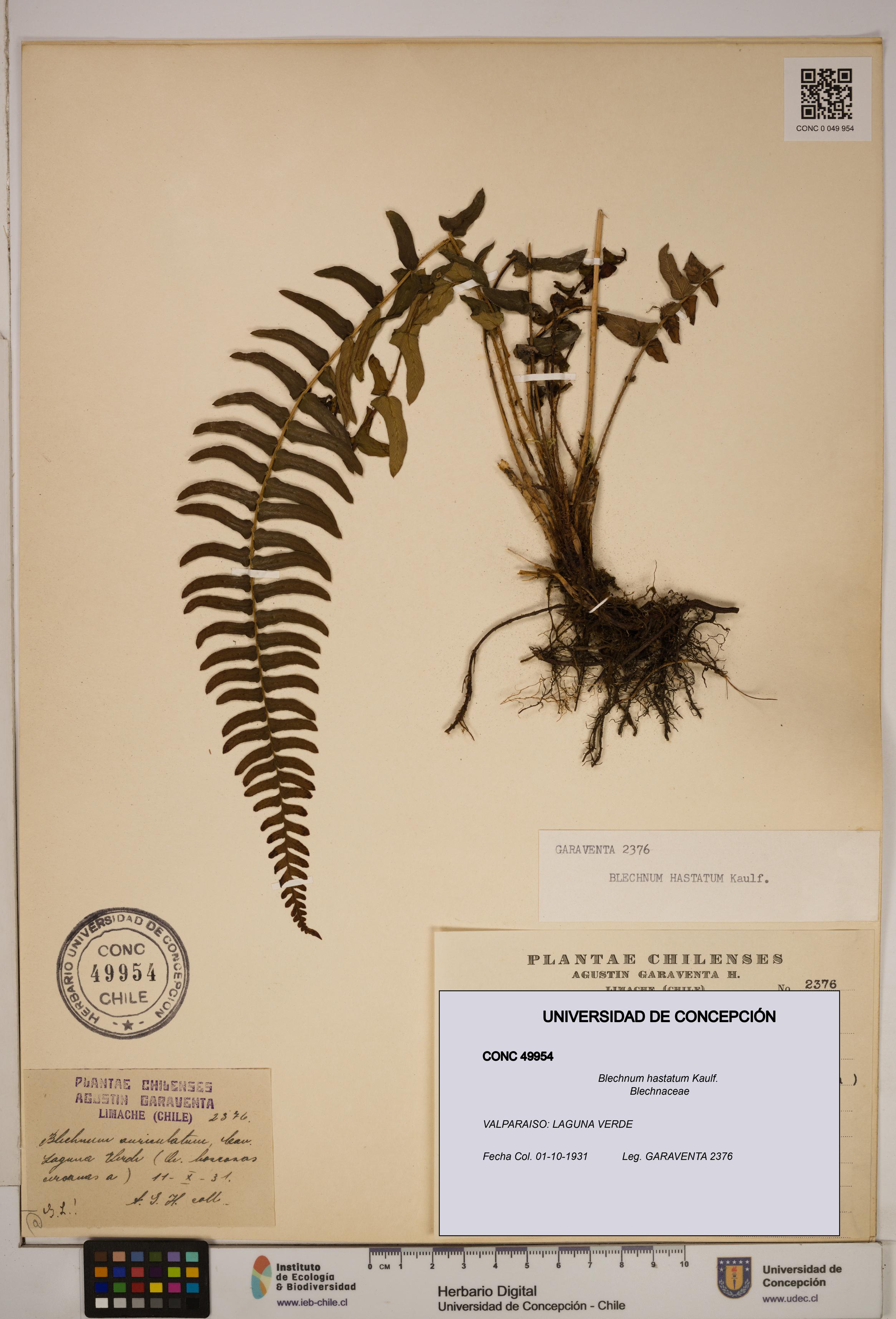 Blechnum hastatum [Espécimen: ]