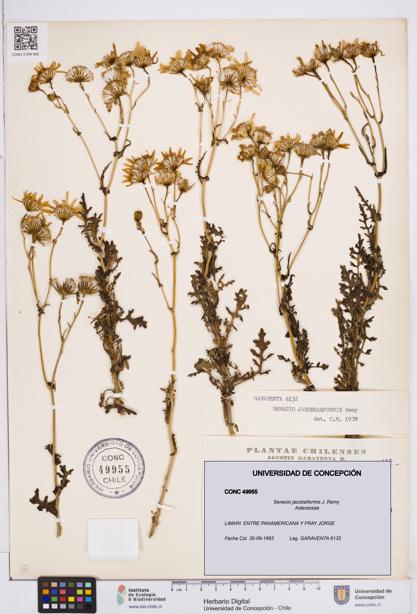Senecio jacobeiformis [Espécimen: ]