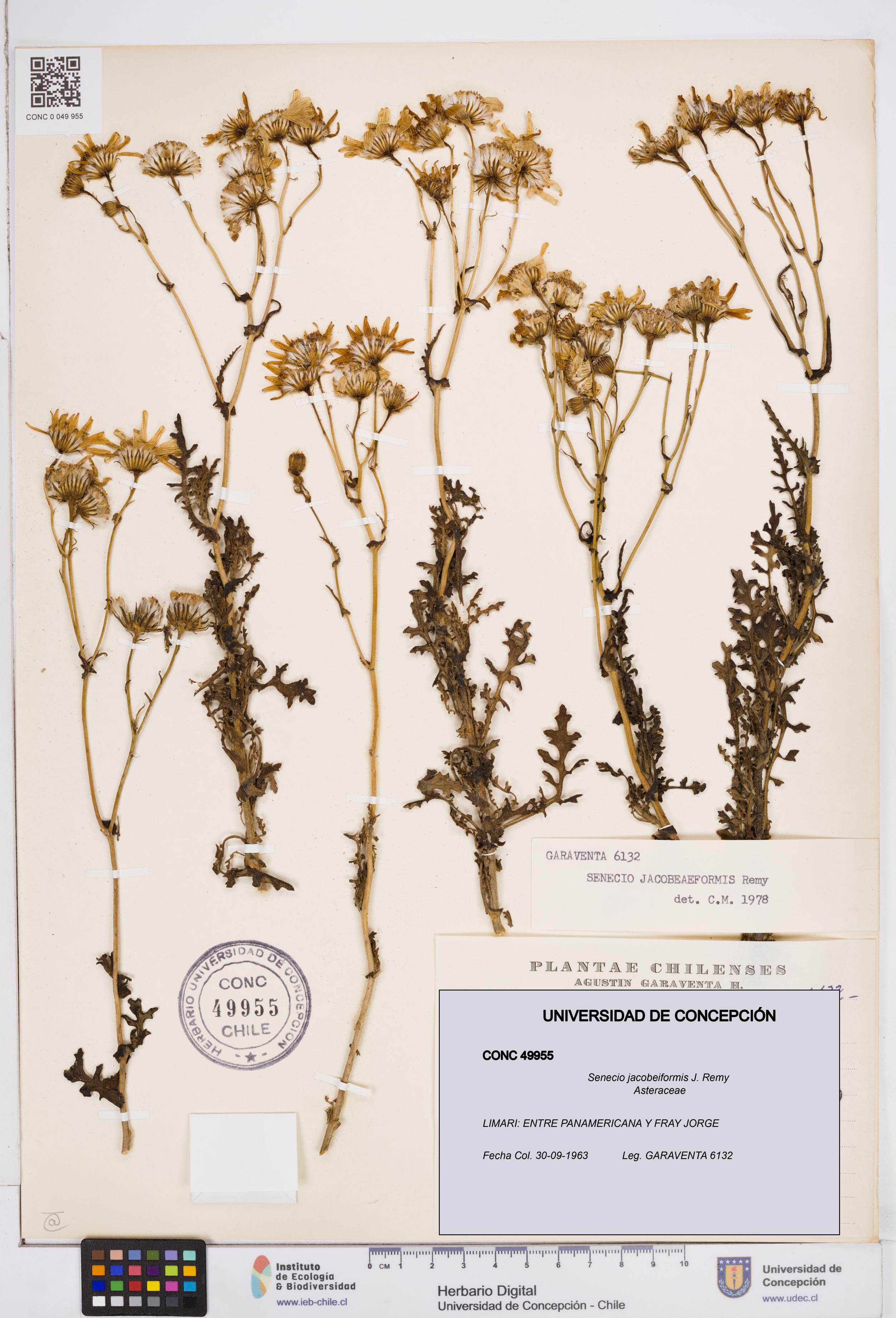 Senecio jacobeiformis [Espécimen: ]