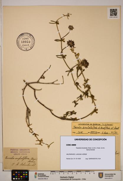 Tweedia birostrata [Espécimen: ]