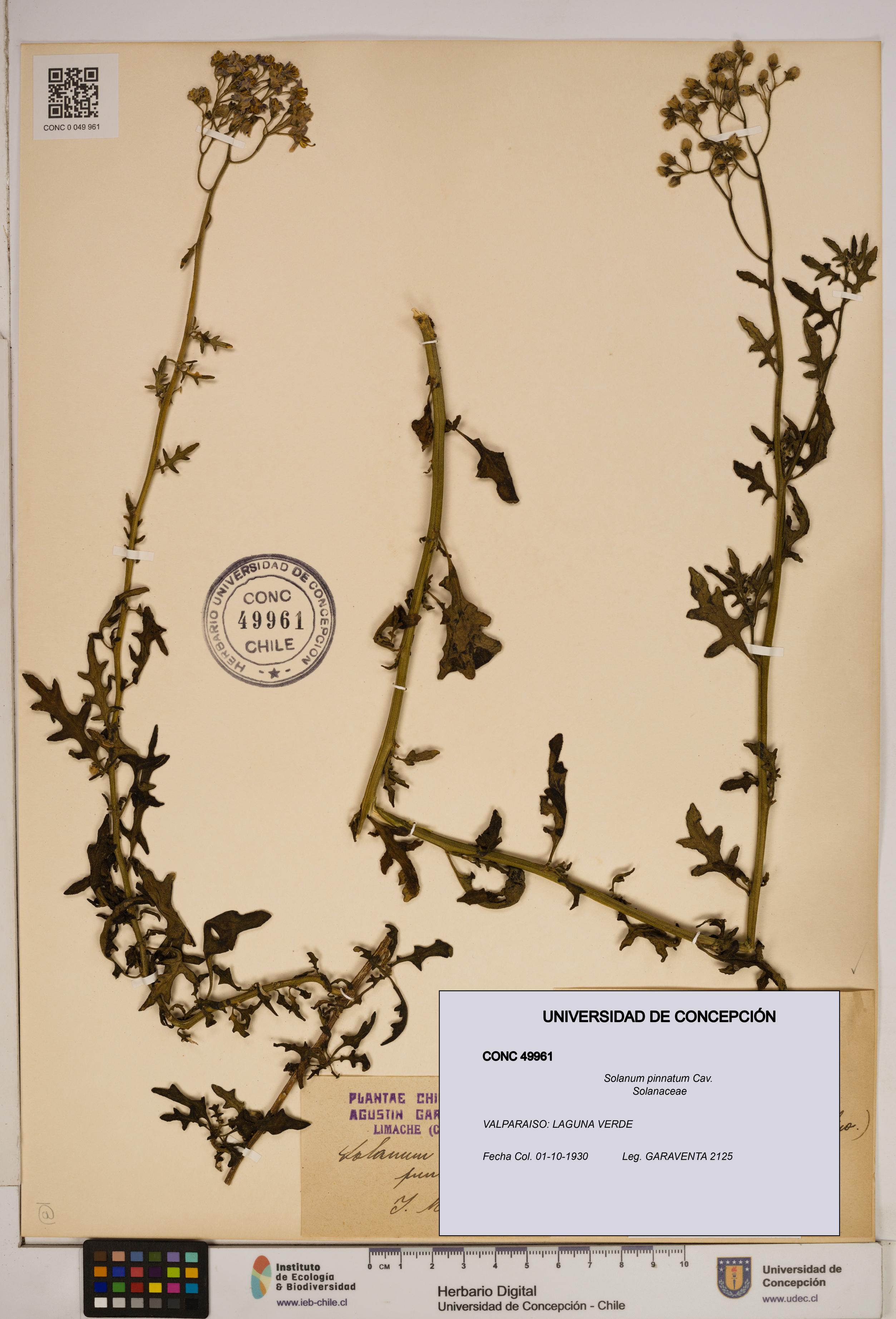 Solanum pinnatum [Espécimen: ]