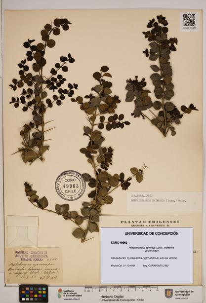 Rhaphithamnus spinosus [Espécimen: ]