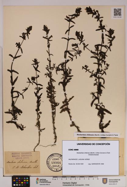 Neobartsia chilensis [Espécimen: UDEC:CONC:0049966]
