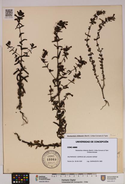 Neobartsia chilensis [Espécimen: UDEC:CONC:0049969]