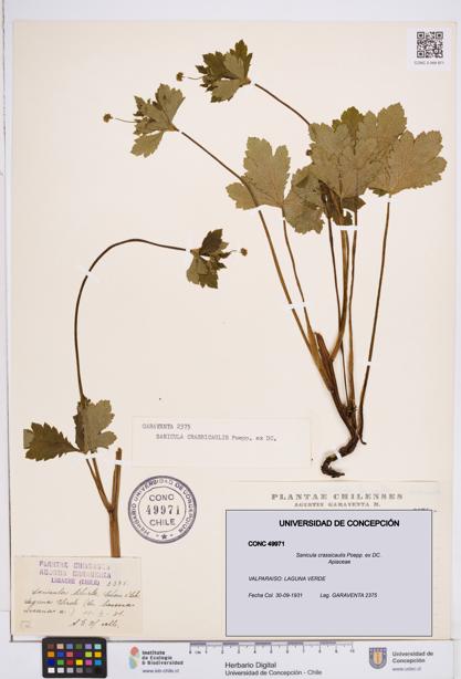 Sanicula crassicaulis [Espécimen: ]