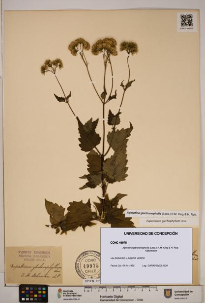 Ageratina glechonophylla [Espécimen: ]