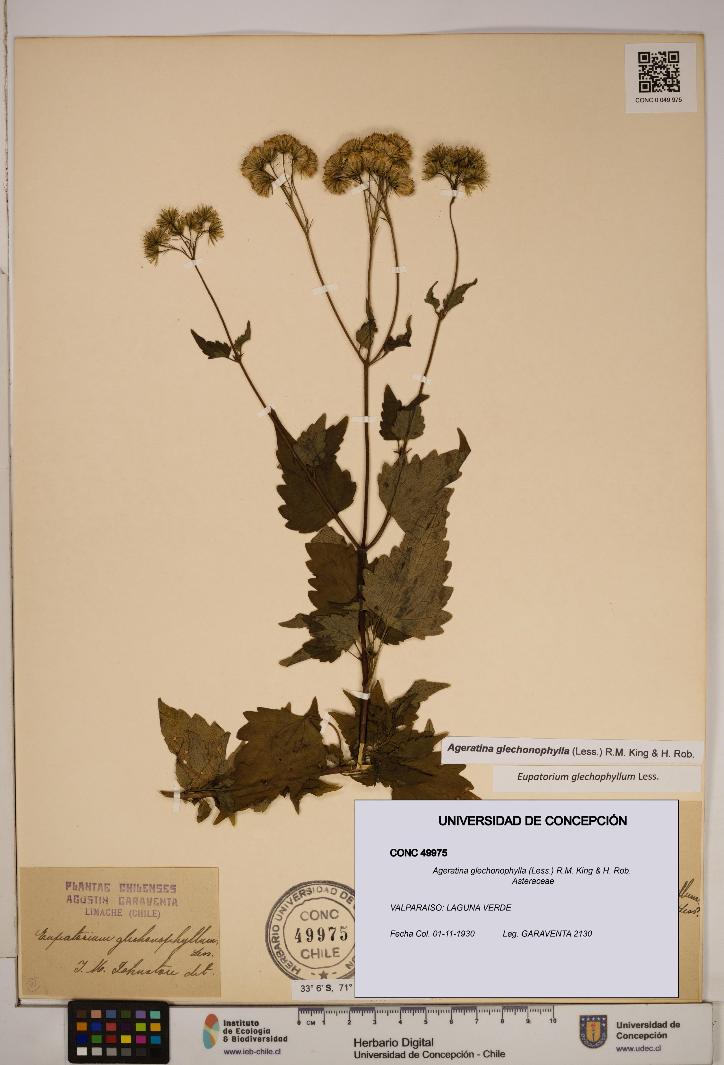 Ageratina glechonophylla [Espécimen: ]