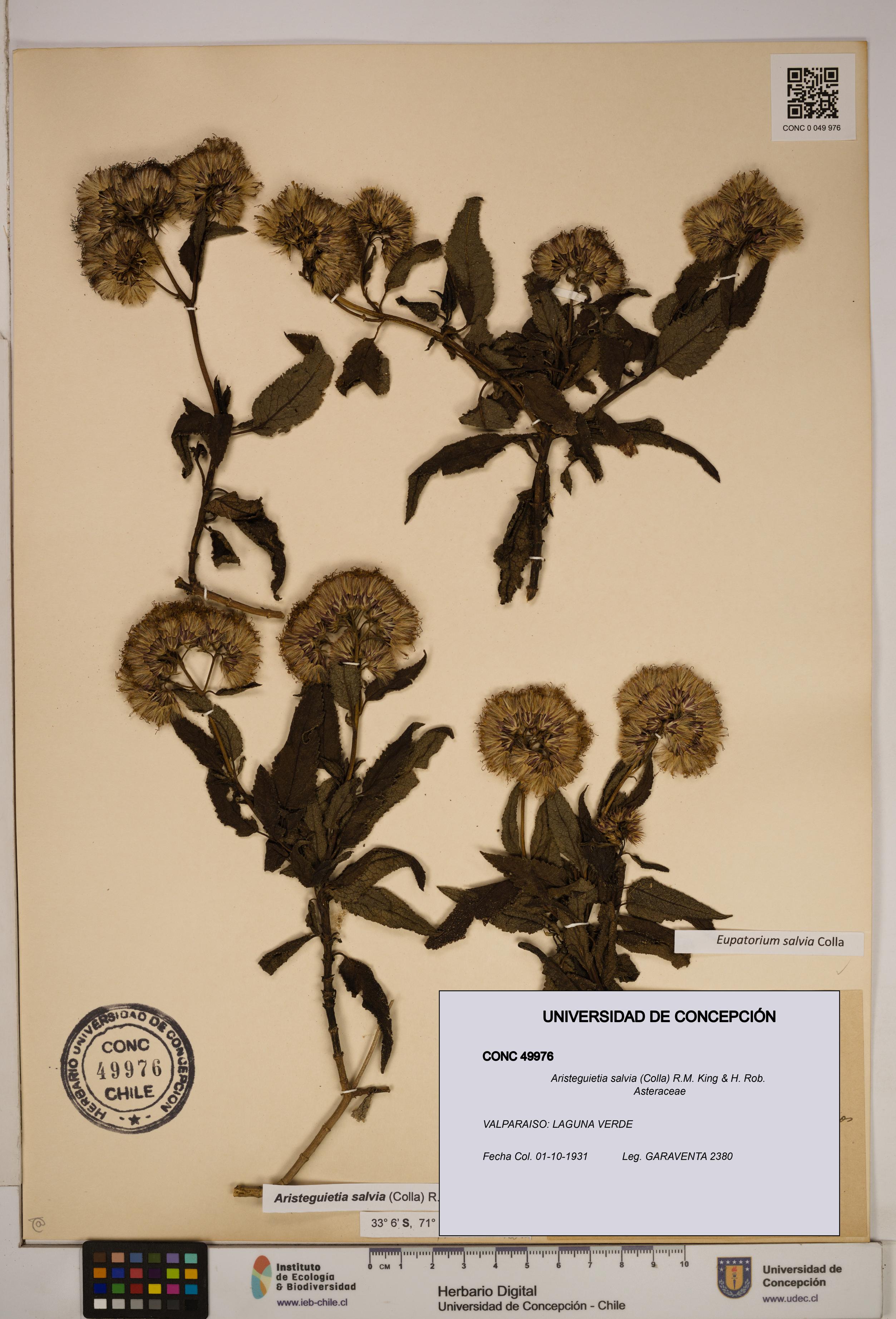 Aristeguietia salvia [Espécimen: ]