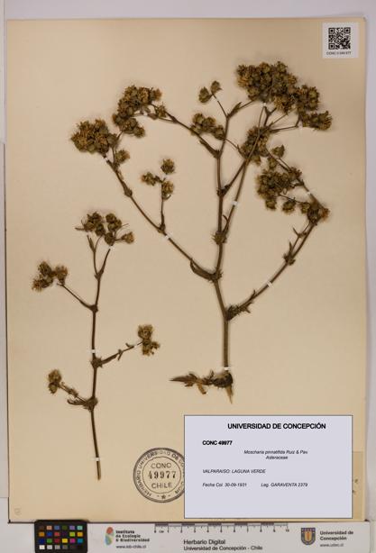 Moscharia pinnatifida [Espécimen: UDEC:CONC:0049977]