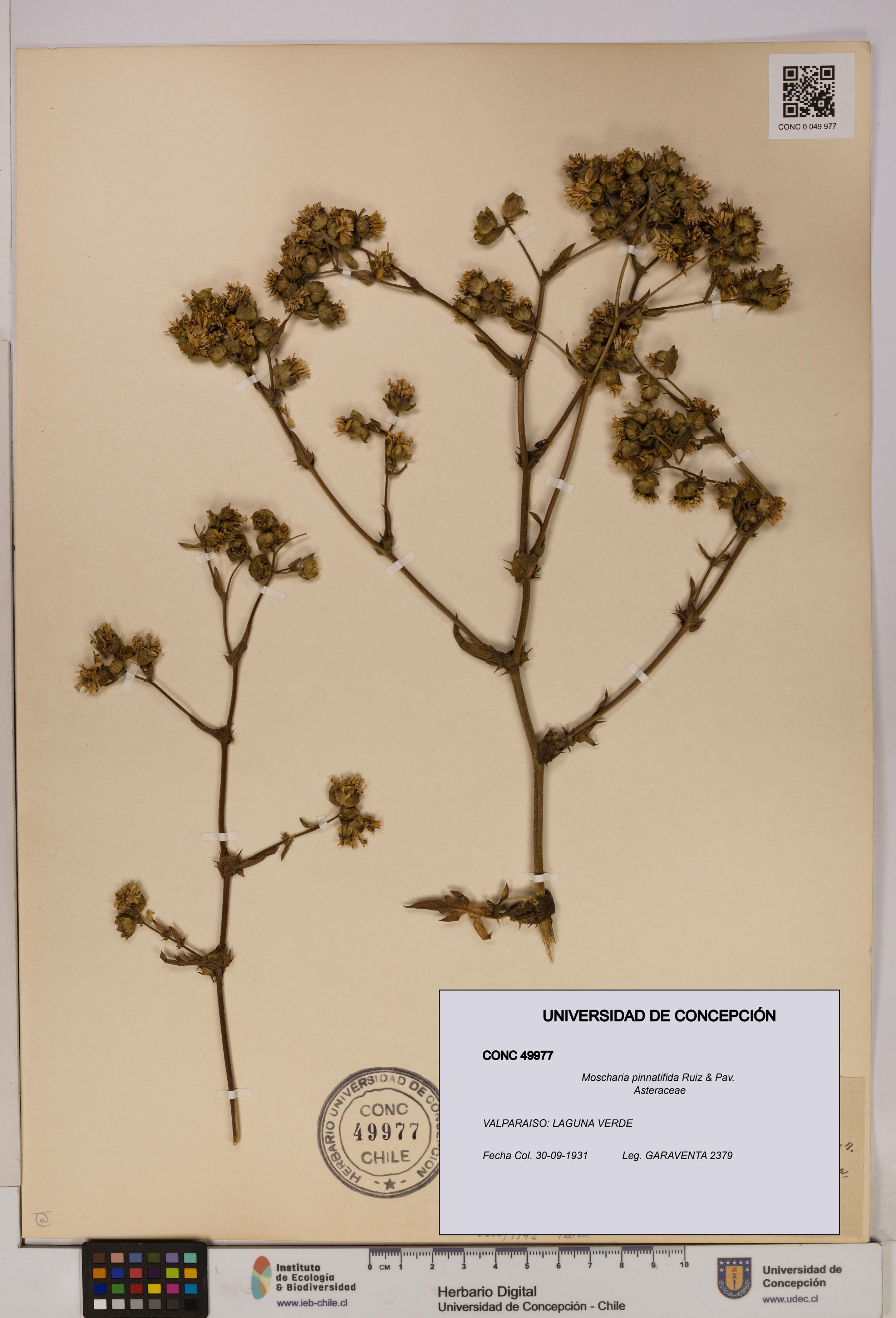 Moscharia pinnatifida [Espécimen: UDEC:CONC:0049977]