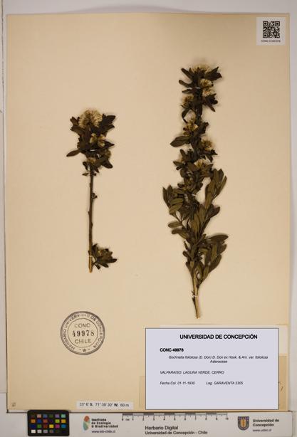 Gochnatia foliolosa var. foliolosa [Espécimen: ]