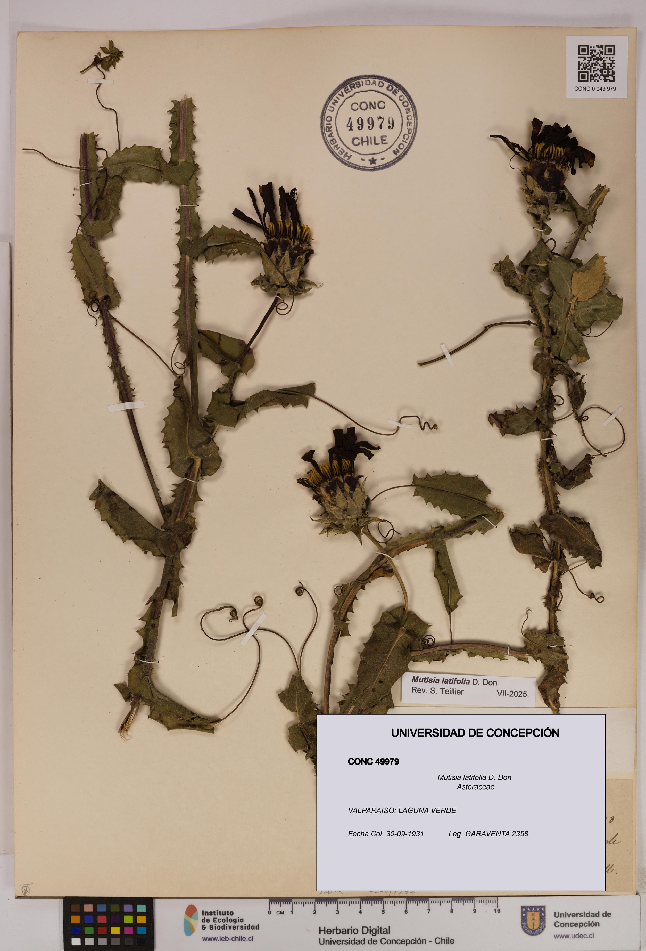 Mutisia latifolia [Espécimen: UDEC:CONC:0049979]