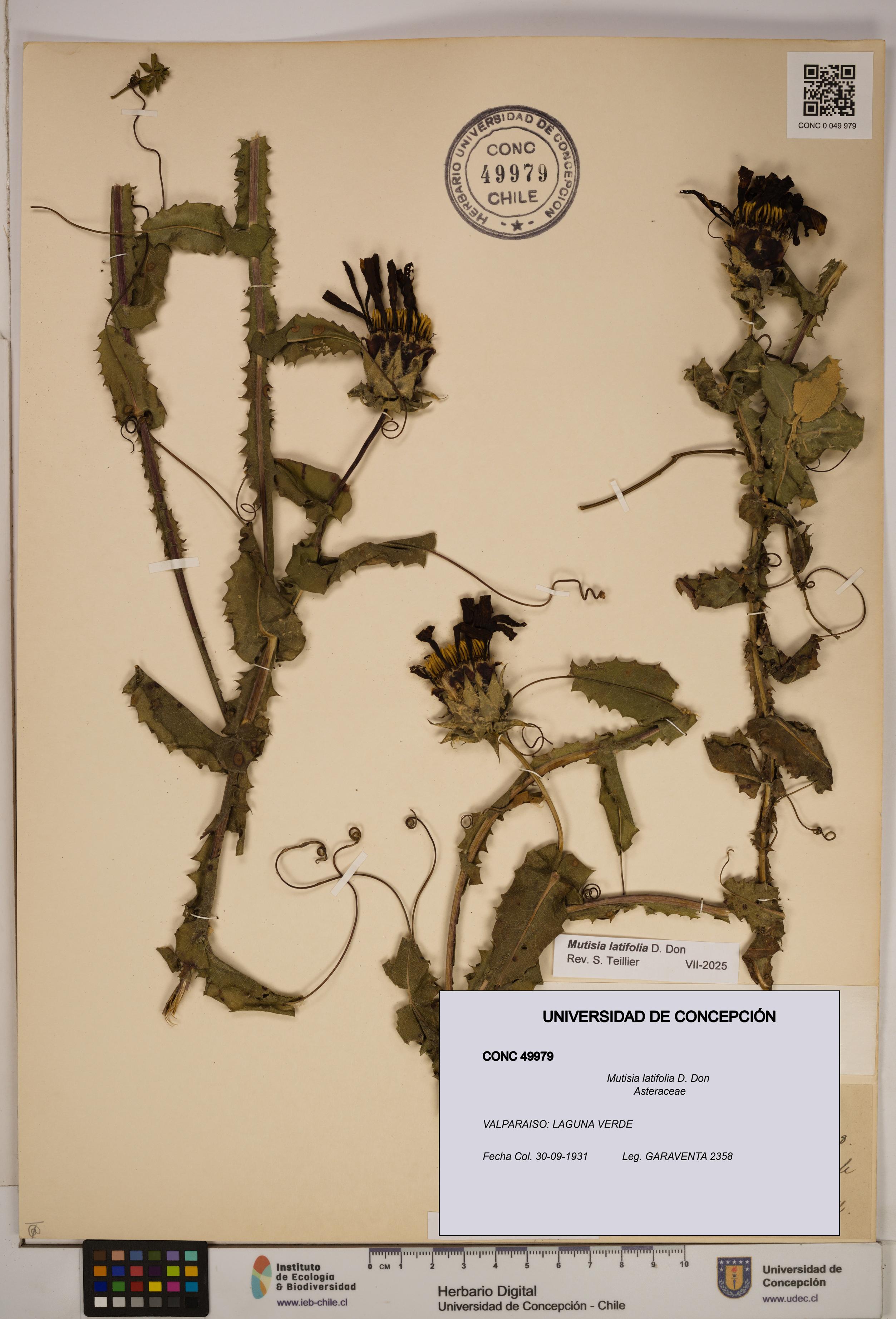 Mutisia latifolia [Espécimen: ]