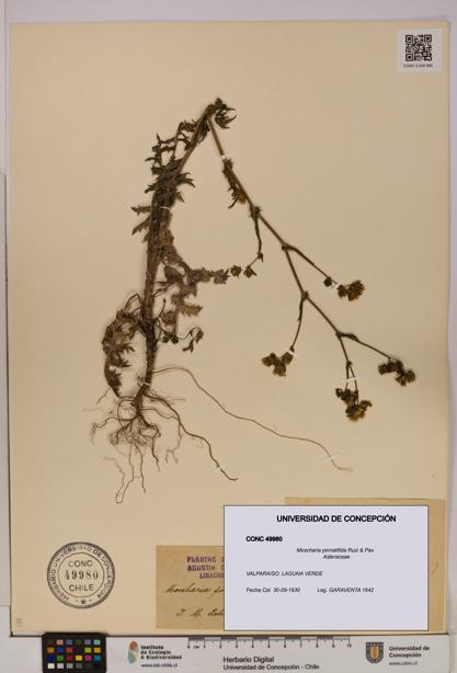 Moscharia pinnatifida [Espécimen: UDEC:CONC:0049980]