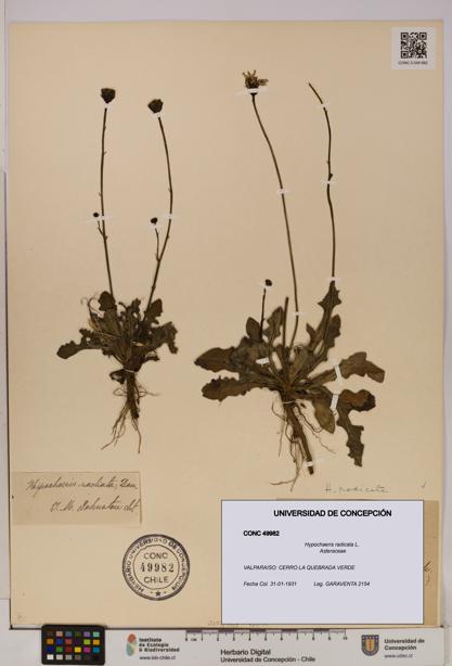 Hypochaeris radicata [Espécimen: UDEC:CONC:0049982]