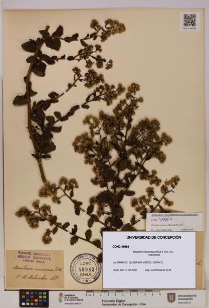 Baccharis racemosa [Espécimen: UDEC:CONC:0049983]