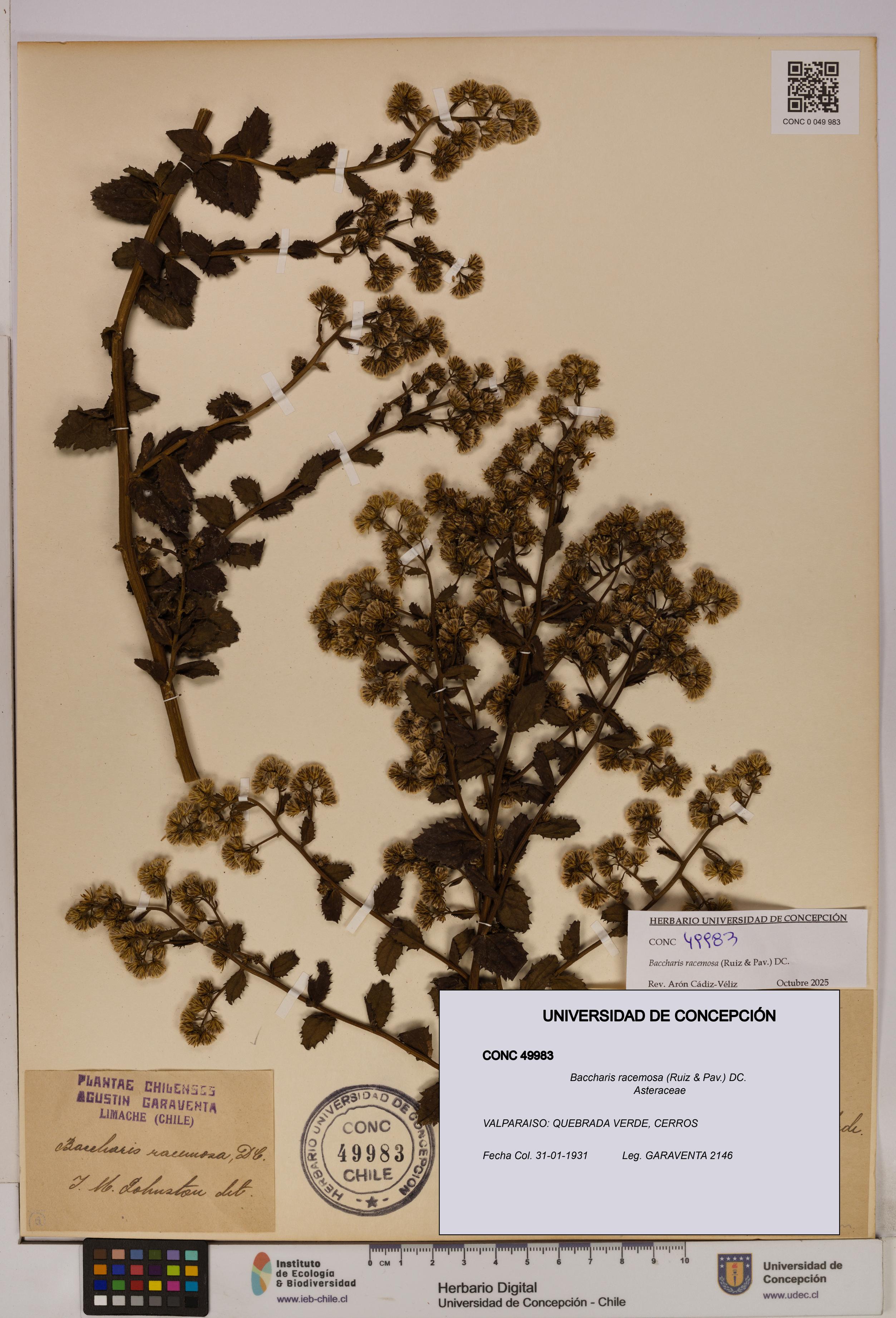 Baccharis racemosa [Espécimen: UDEC:CONC:0049983]