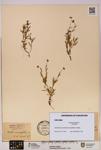 Cotula coronopifolia [Espécimen: UDEC:CONC:0049984]