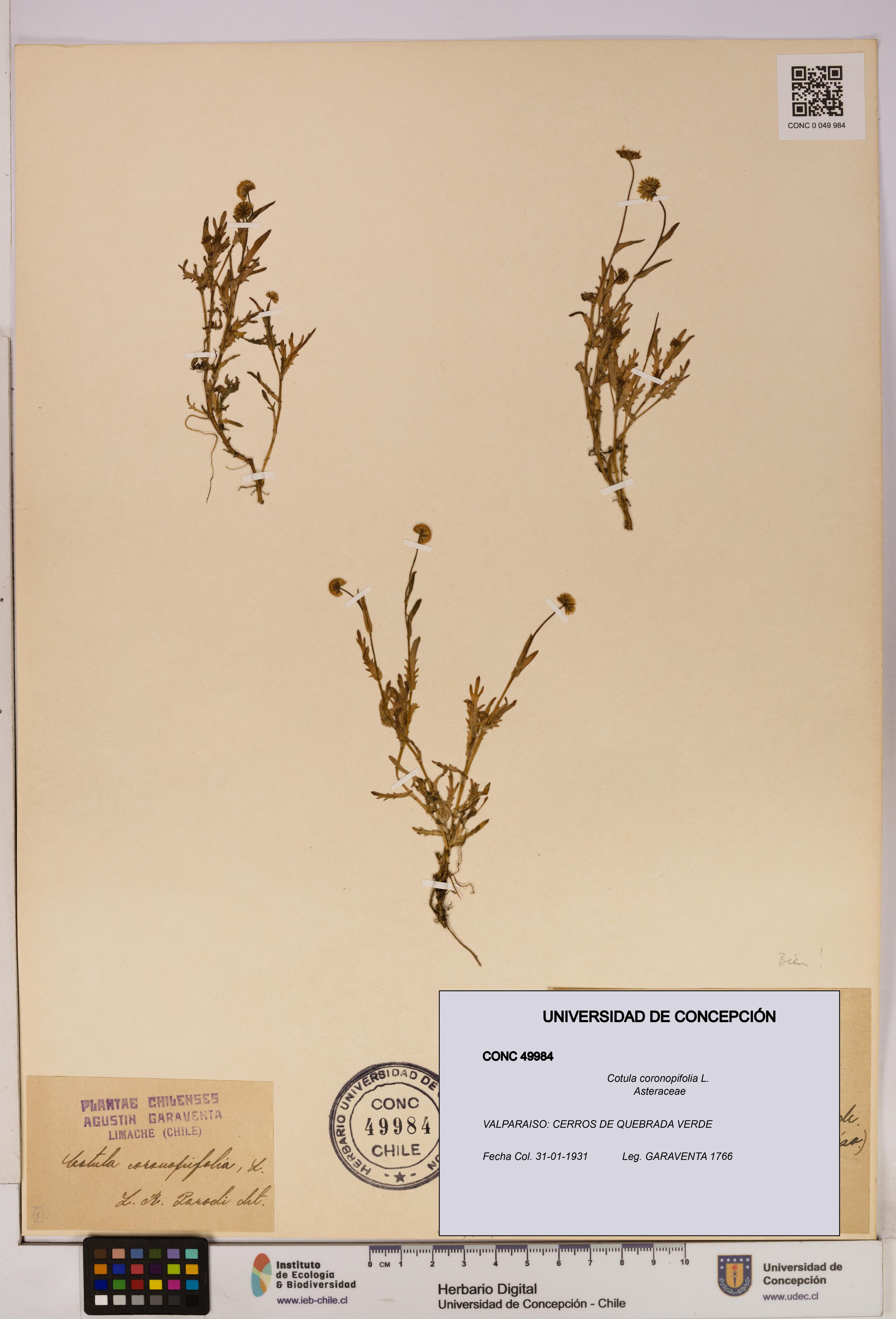 Cotula coronopifolia [Espécimen: UDEC:CONC:0049984]