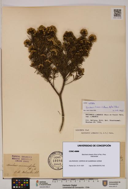 Baccharis linearis [Espécimen: UDEC:CONC:0049986]