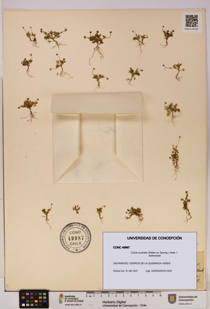 Cotula australis [Espécimen: UDEC:CONC:0049987]